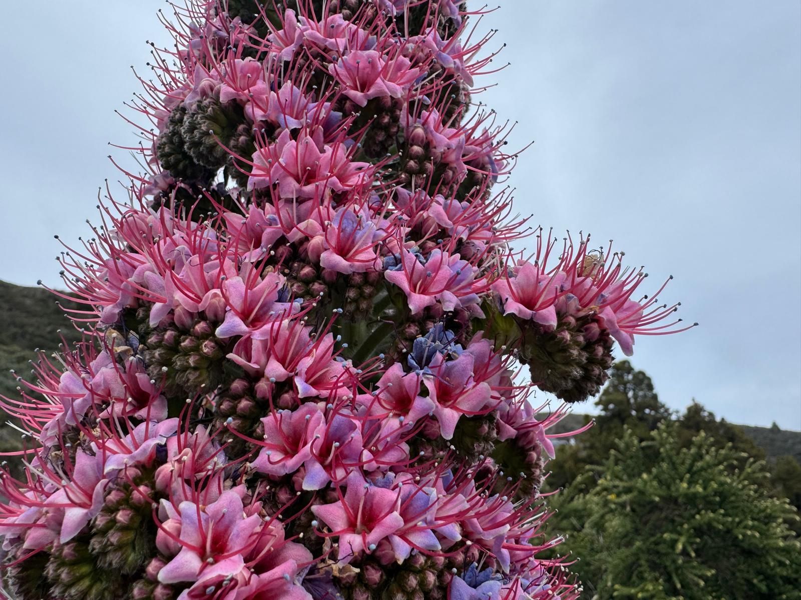 Tajinaste en flor, el pasado 10 de mayo, en las cumbres de La Palma.