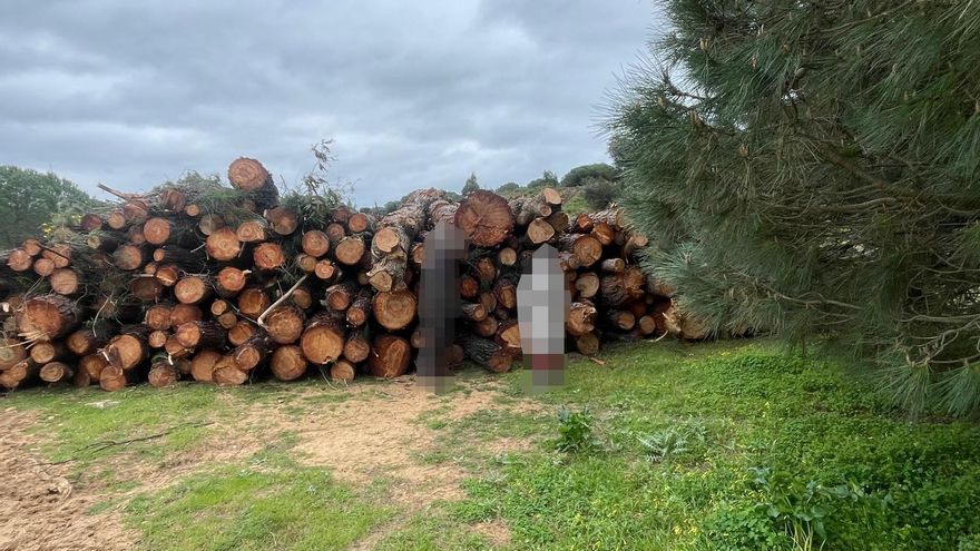 Pinos cortados en la zona del proyecto en El Rompido.