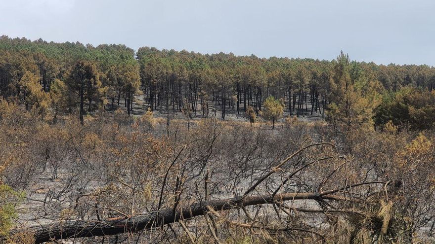 Restos incendio en la Sierra de la Culebra (Zamora) desde la comarca de Aliste