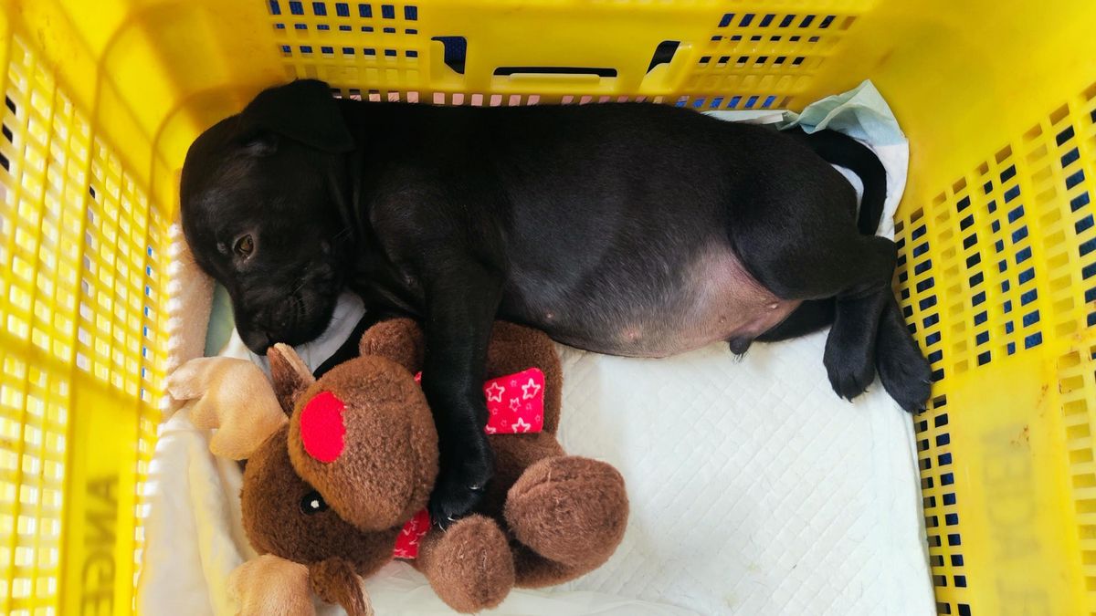 El Ayuntamiento de Santa Eulària resuelve un caso de abandono de cachorros gracias al censo de ADN canino