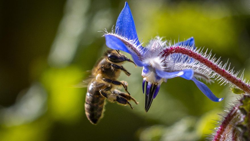 COAG sobre las ayudas por la sequía: “800 euros para un apicultor con la que está cayendo es insultante”