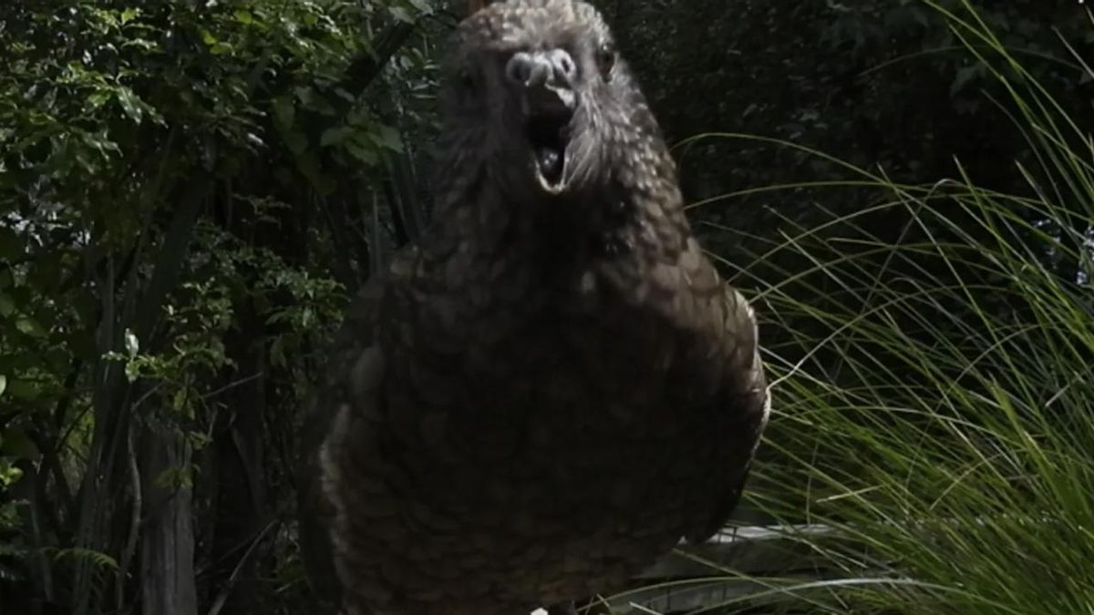 Varias especies muestran jerarquías con figuras dominantes