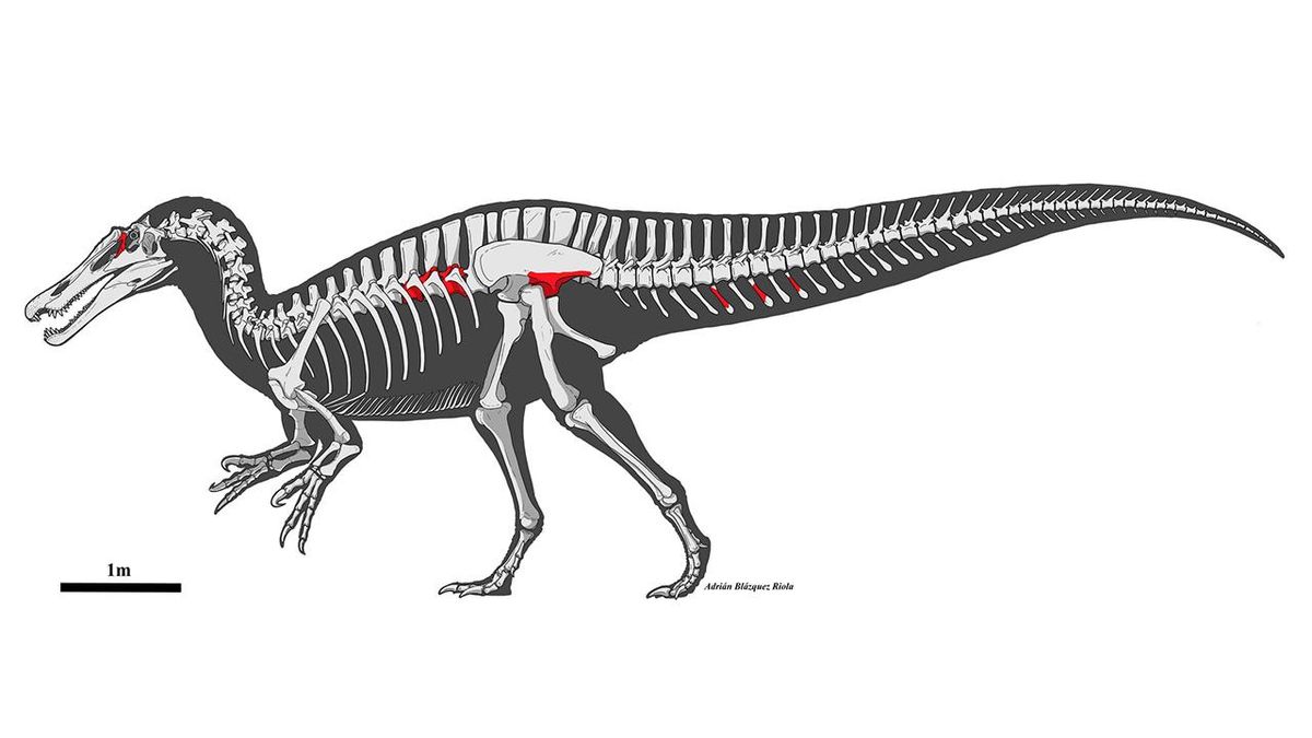 Restos identificados del espinosaurio