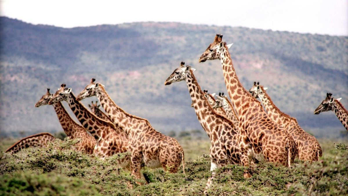 Los animales de gran tamaño tienen tasas de cáncer más altas que las más pequeñas