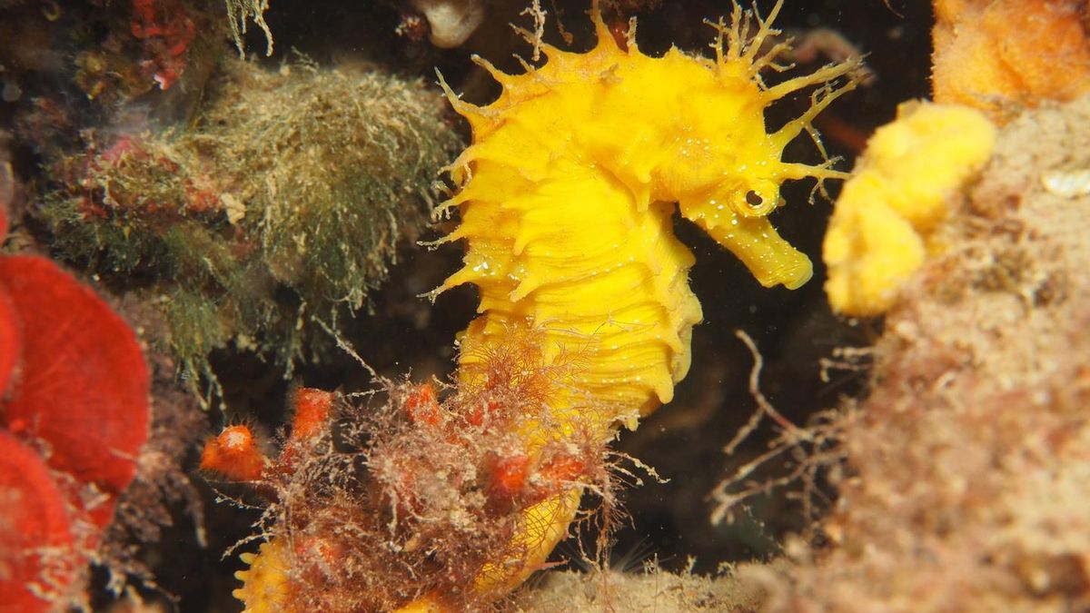 El caballito de mar, en riesgo de desaparición en el Mediterráneo por el aumento de barcos y la construcción