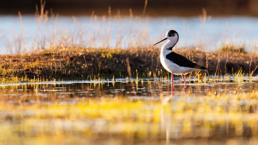 Fuente Blanca, de laguna de riego de más de ochenta años a paraíso de aves amenazado en León