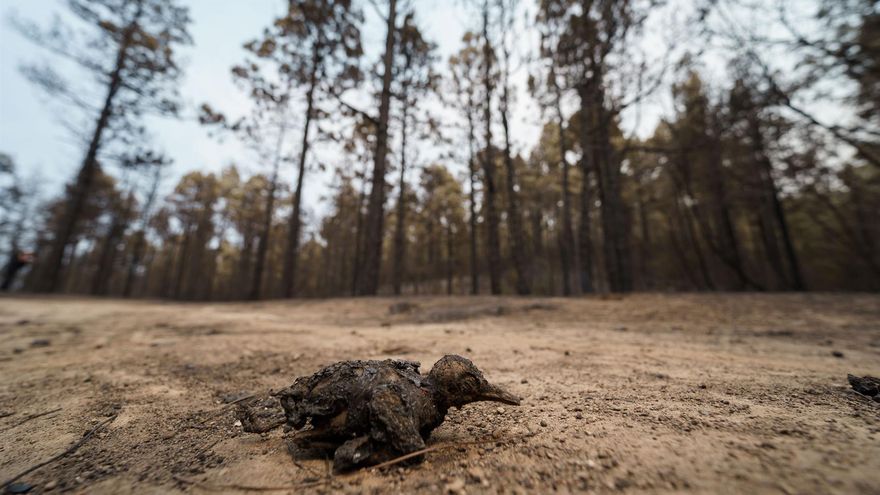 Imágenes de la devastación en Tenerife: así queda el monte tras el paso del fuego
