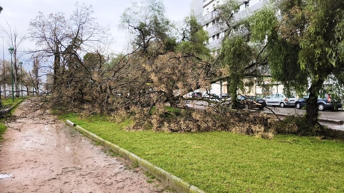 Un árbol caído en los alrededores de Mercacórdoba
