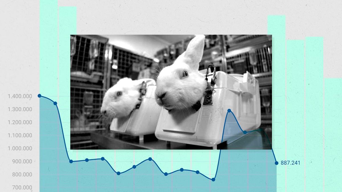 El número de experimentos con animales cae por debajo del millón al año pero aumenta la gravedad de las pruebas