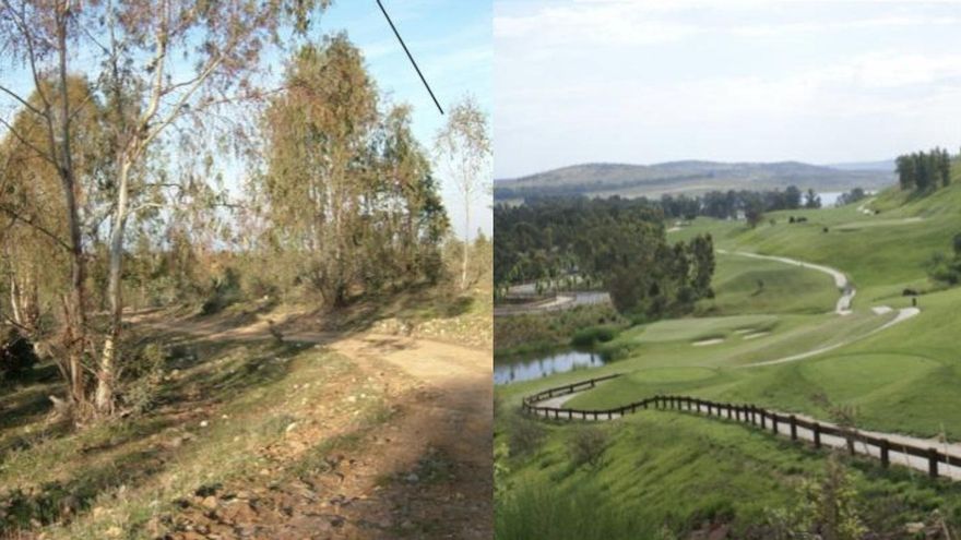 Valdecañas o cómo los eucaliptos de Franco se han convertido en los más protegidos de Extremadura