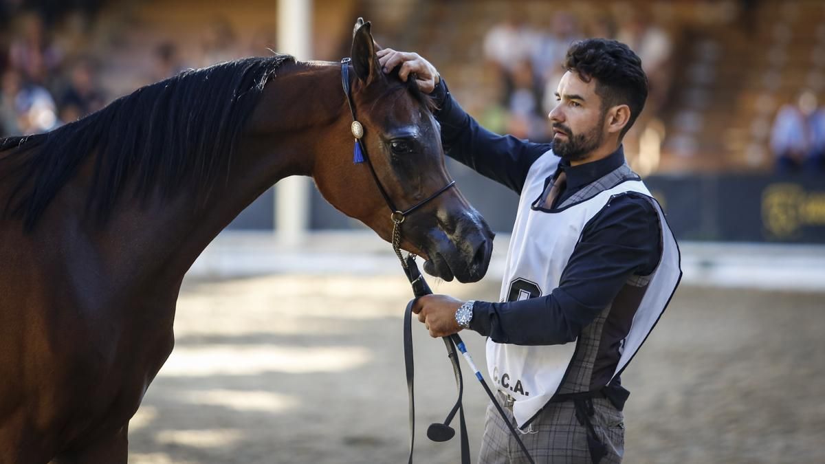 Campeonato Nacional de Caballos Árabes