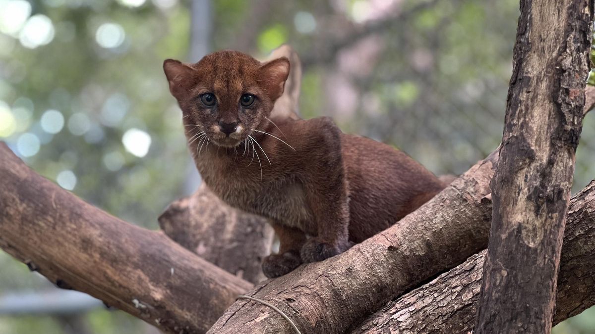 No hace falta una bala: enfermedades de animales domésticos amenazan a los felinos silvestres de Latinoamérica