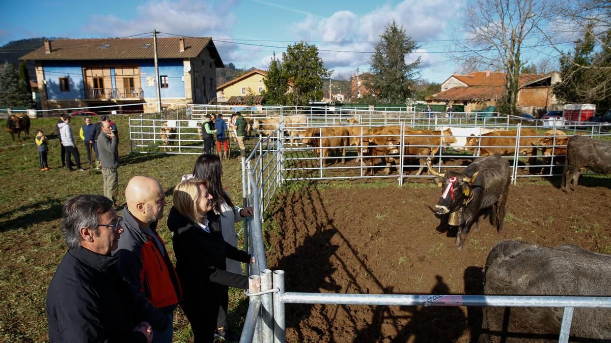Cantabria pone fin a la prohibición de ganado bovino en ferias y otros eventos a partir de noviembre