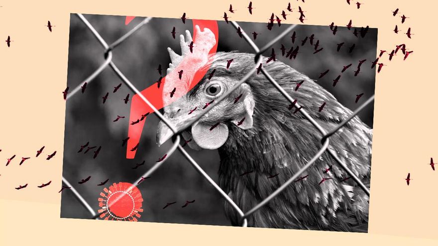 Lo que sabemos sobre la gripe aviar H5N1 en España: qué ha cambiado en las últimas semanas y qué riesgo corremos