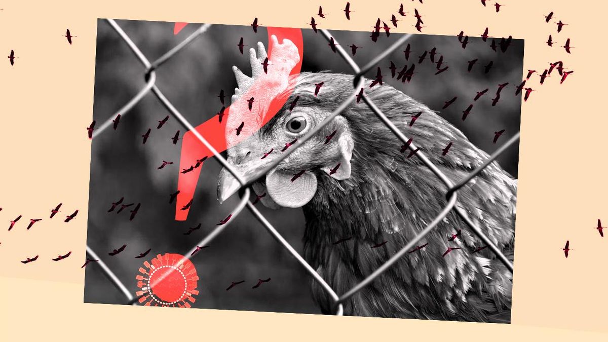 Lo que sabemos sobre la gripe aviar H5N1 en España: qué ha cambiado en las últimas semanas y qué riesgo corremos