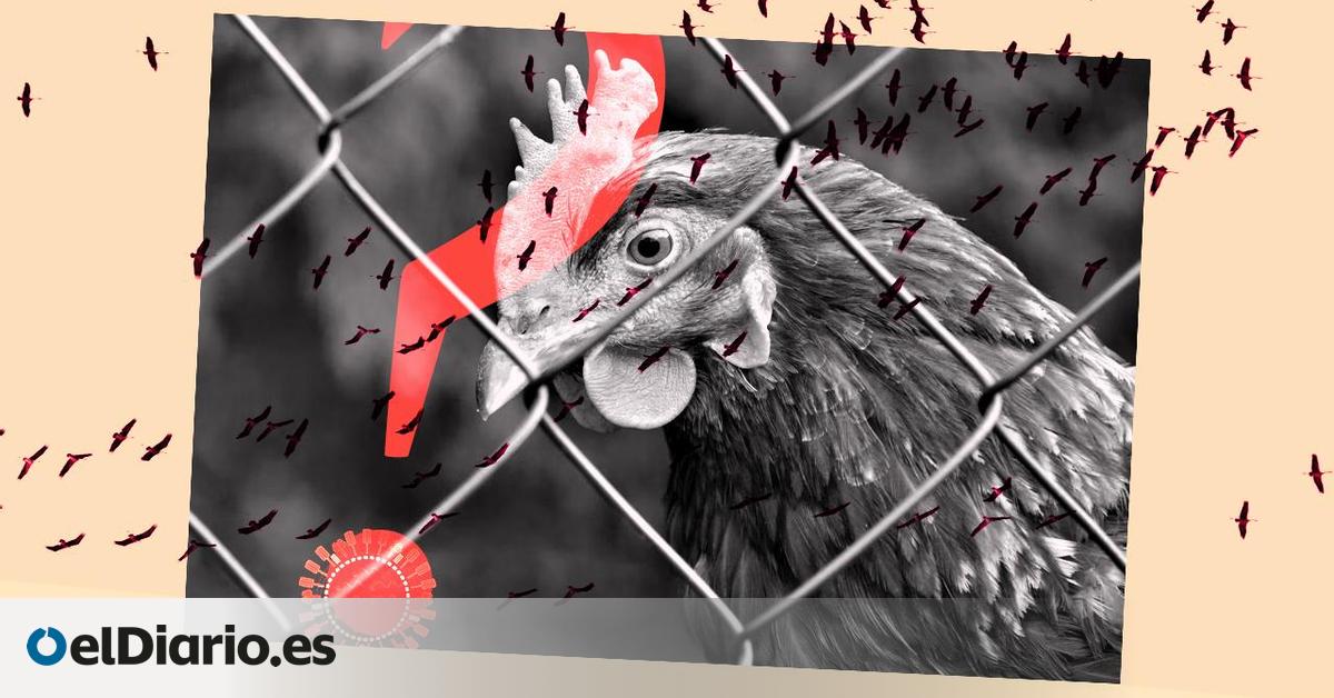 Lo que sabemos sobre la gripe aviar H5N1 en España: qué ha cambiado en las últimas semanas y qué riesgo corremos