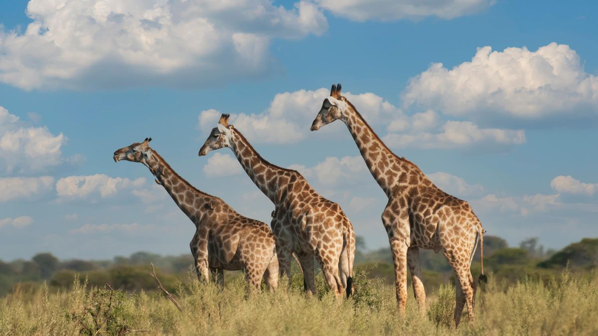 Un grupo de girafas