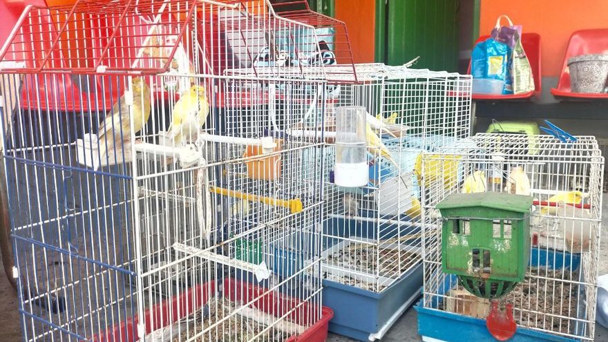 Jaulas con canarios en el refugio de fauna de El Paso / RR.