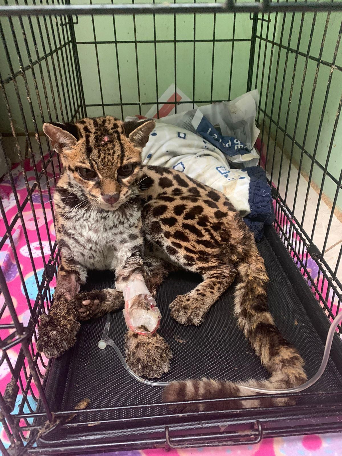 Un margay llegó al centro de rescate tras ser perseguido por perros y golpeado por humanos. Además del traumatismo, presentaba enfermedades que pudieron ser transmitidas por felinos domésticos. Foto: cortesía Andrés Bräutigam