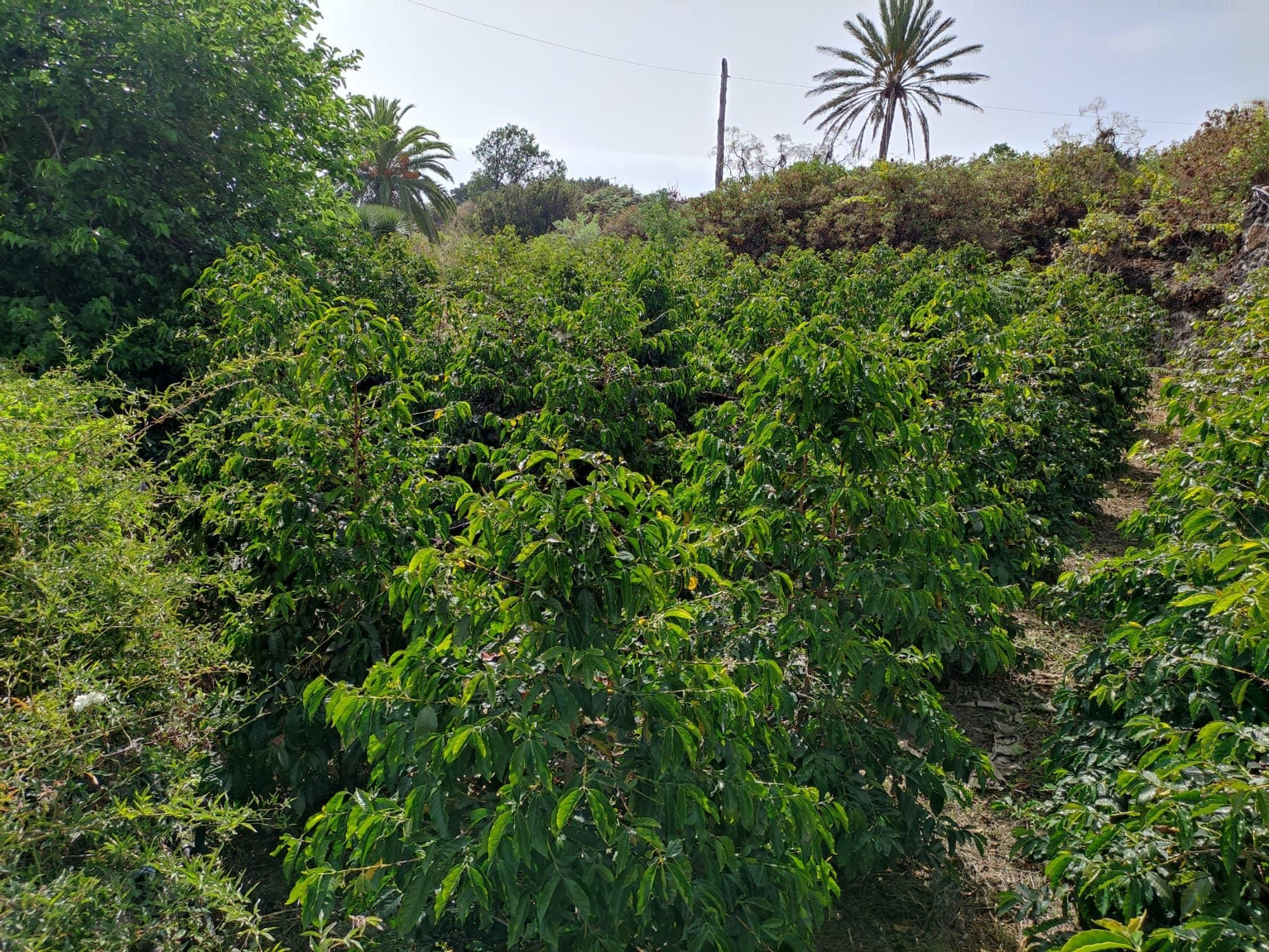 Plantación de café en el El Llanito, Breña Alta, sembradas en 2018.