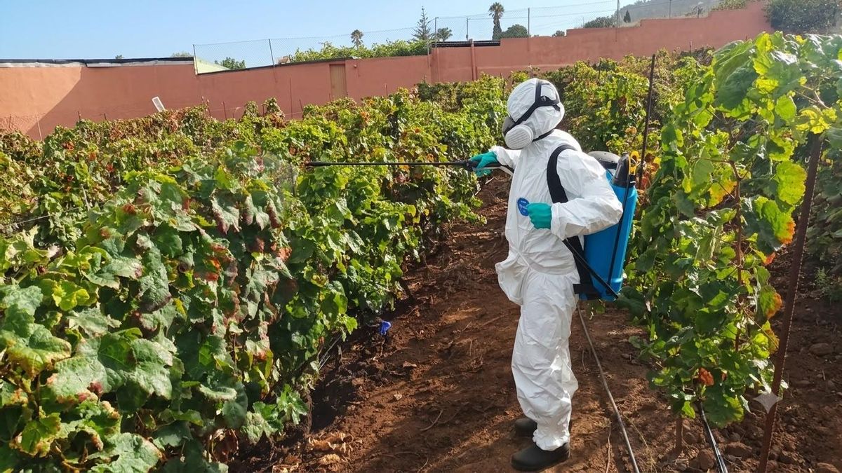 El Gobierno de Canarias finaliza la campaña de prospecciones de filoxera con cuatro positivos este año