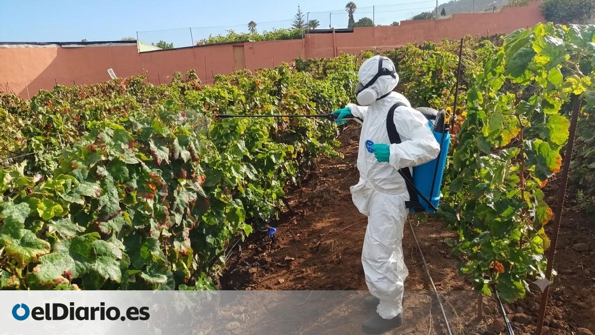 El Gobierno de Canarias finaliza la campaña de prospecciones de filoxera con cuatro positivos este año
