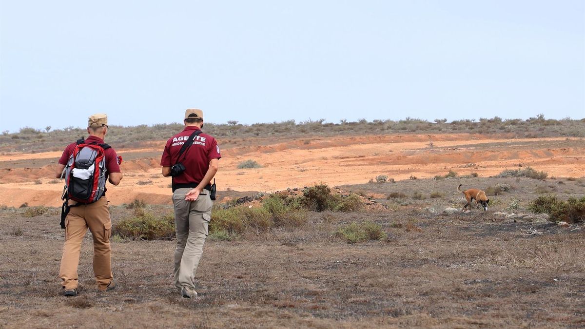 El Cabildo de Lanzarote investiga varios casos de envenenamiento de fauna en en Haría