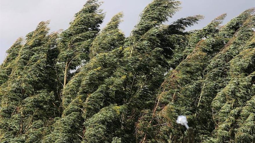 El cambio climático amenaza con arrasar especies de eucalipto en Australia