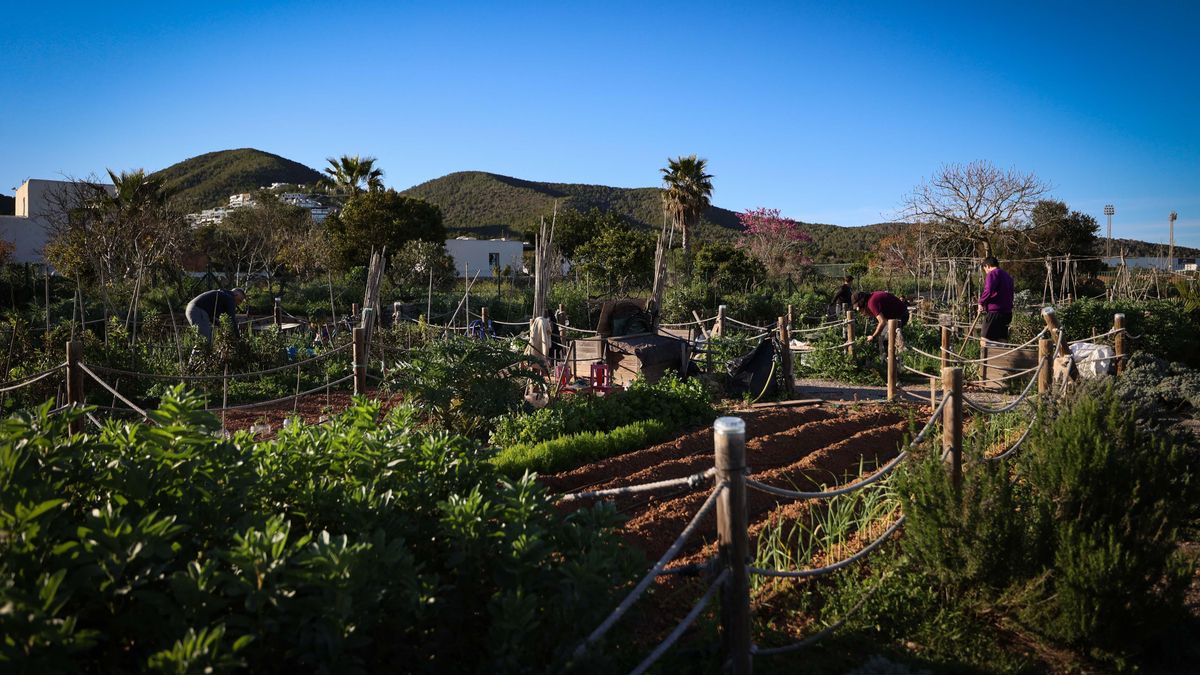 Algunos usuarios trabajando en los huertos urbanos de Eivissa.