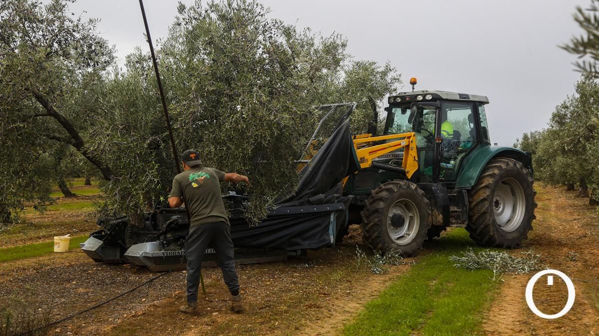 De Nigeria, Ghana o Senegal: Córdoba acogerá a personas con protección internacional para trabajar en campañas agrícolas