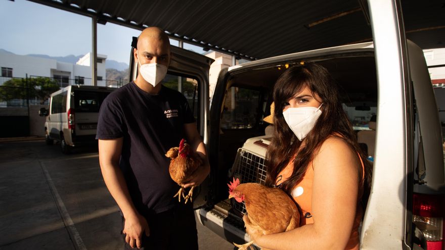 Aday y Sandra en el Instituto Eusebio Barreto recogiendo a sus gallinas, evacuadas por la erupción.