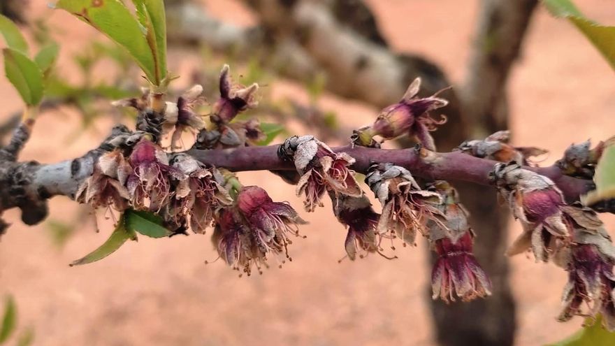 Las heladas causan “daños irreparables” en el espárrago y el almendro de la región