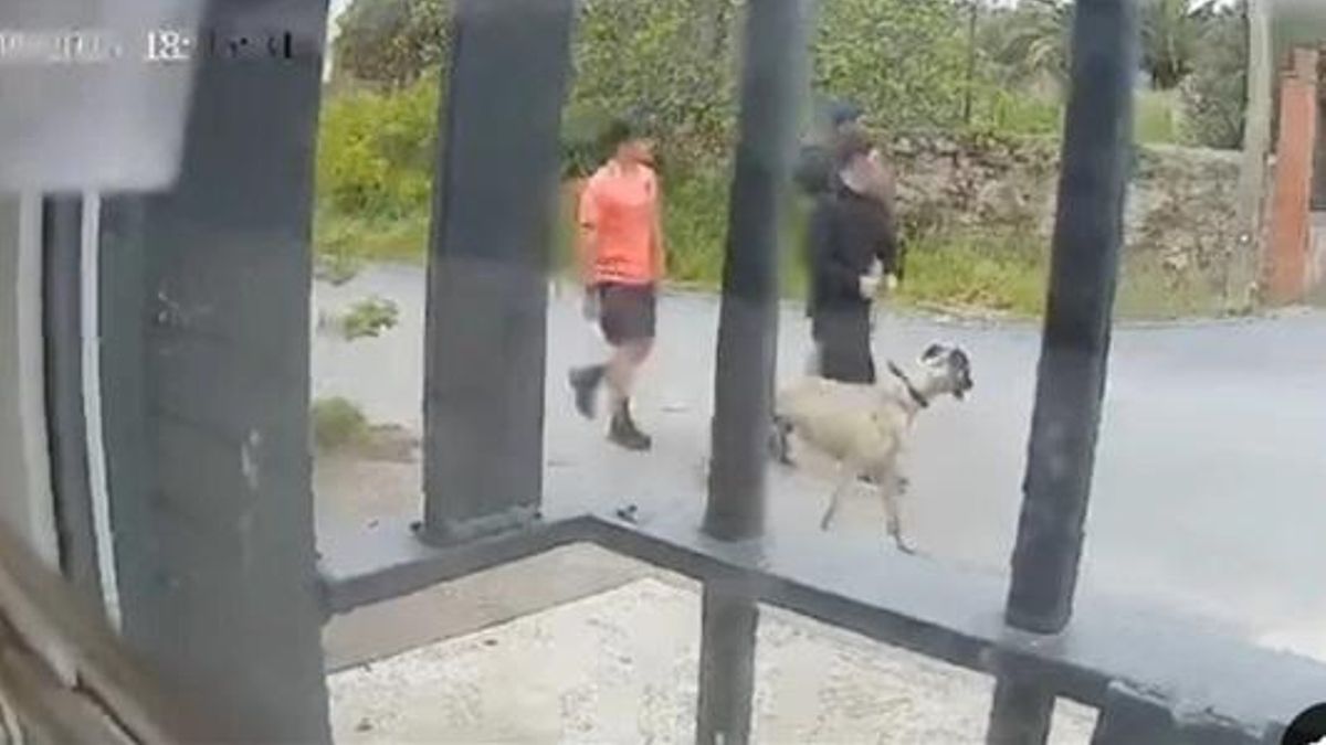 Captura del video en la que se ve a dos jóvenes con el galgo