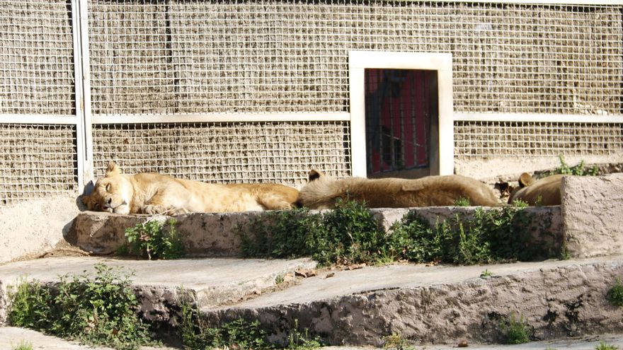 Tres leonas del zoo de Barcelona estiradas al sol, en una imagen de 2017