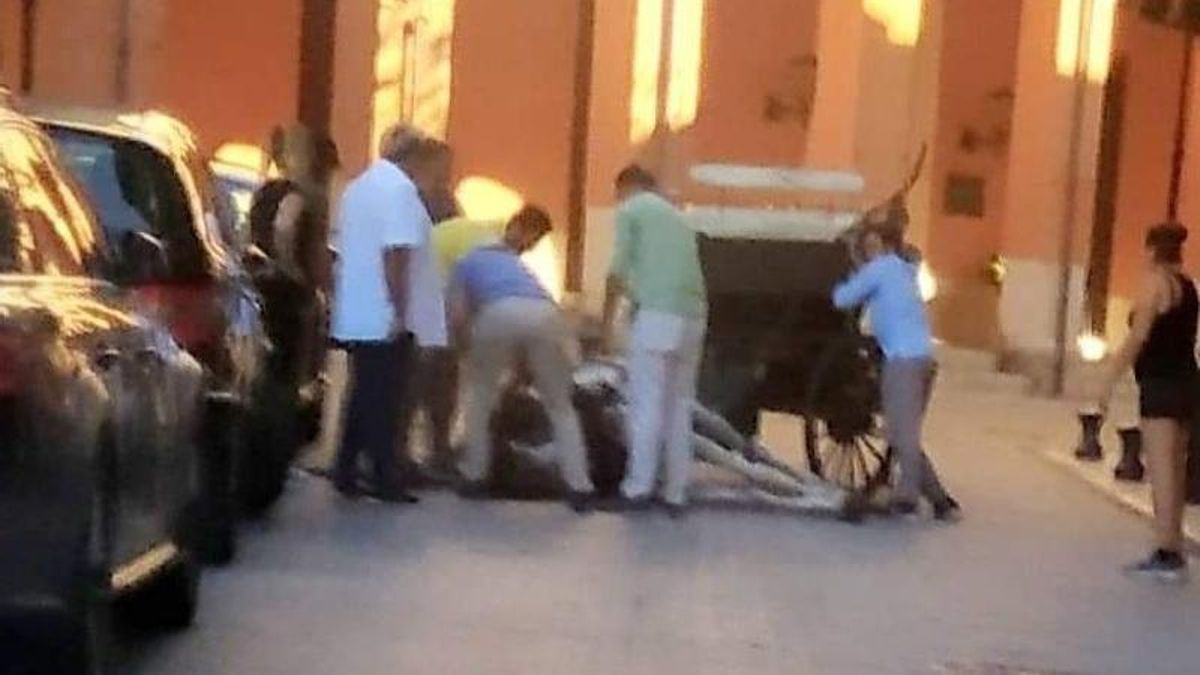 Imagen de un caballo que sufrió una caída en Palma