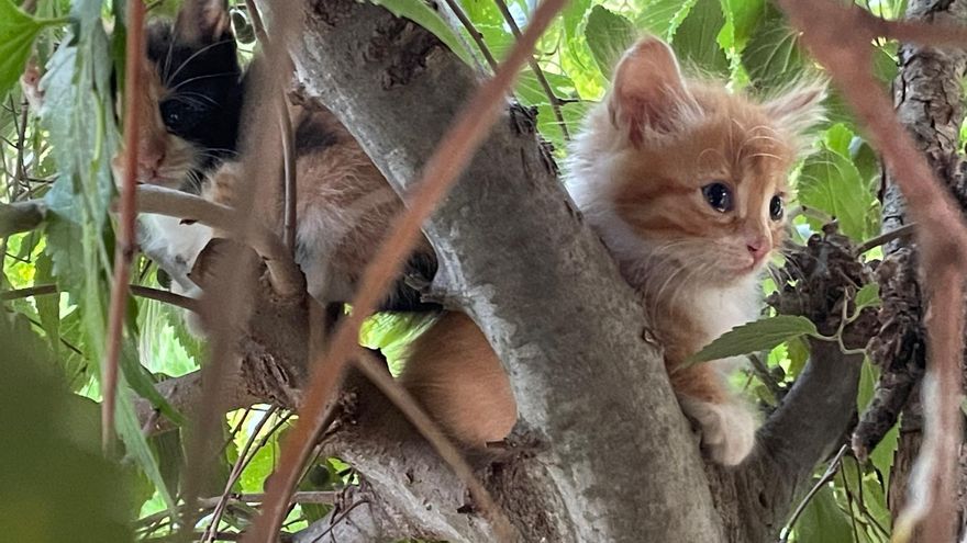 Los gatos tienen ley, ahora toca cumplirla