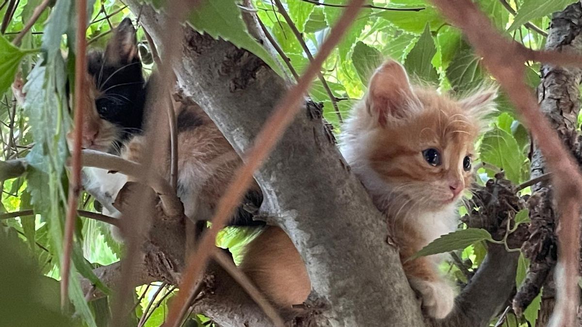 Los gatos tienen ley, ahora toca cumplirla