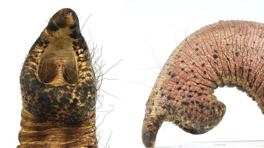 Los elefantes tienen bigotes en la trompa que les permiten agarrar con precisión