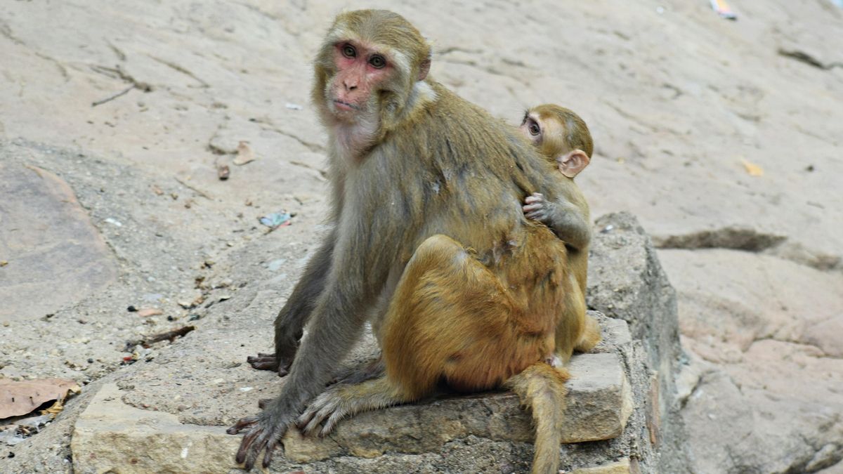 ¿Un mono de centurión? Un estudio apunta a que los antiguos oficiales romanos los habrían usado para resaltar su estatus