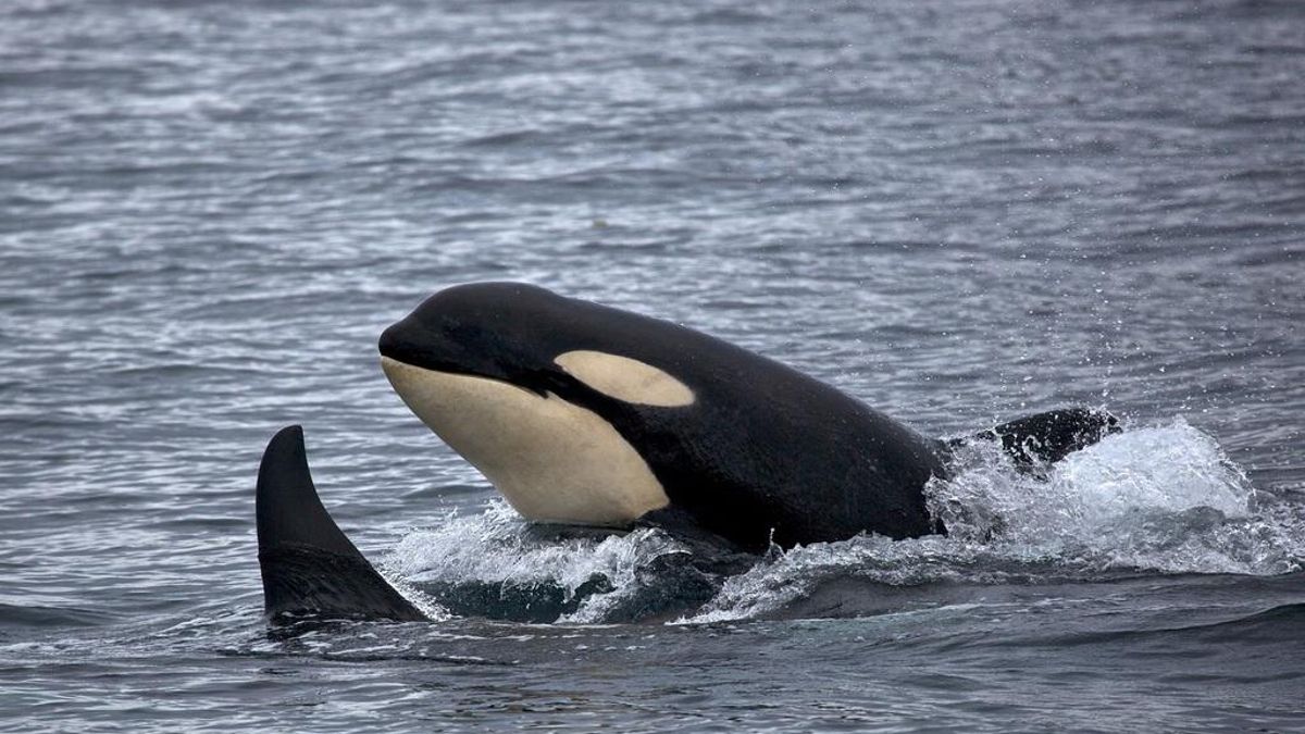 Un hallazgo desconcertante: las orcas comparten comida con humanos como si fueran parte de su manada