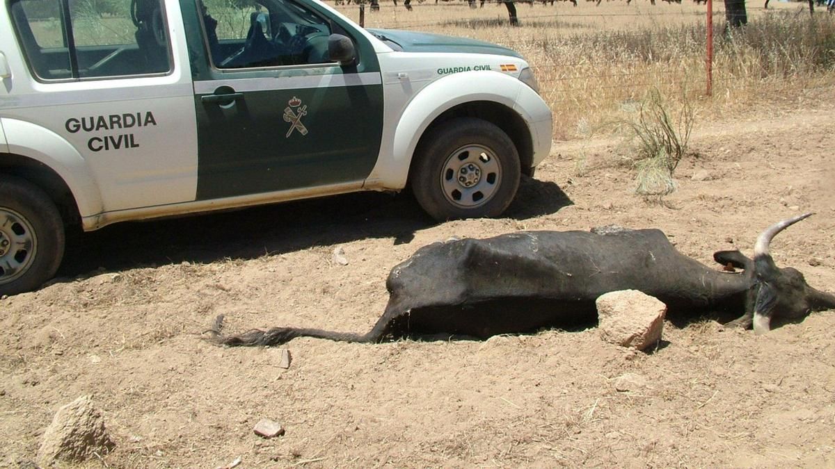 El veterinario que intervino tras la muerte de 36 vacas en Dos Torres confirma que ningún animal tenía acceso al agua