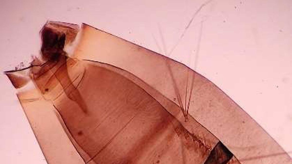 Salud Pública detecta ejemplares del mosquito 'Aedes aegypti' en otra zona de Gran Canaria