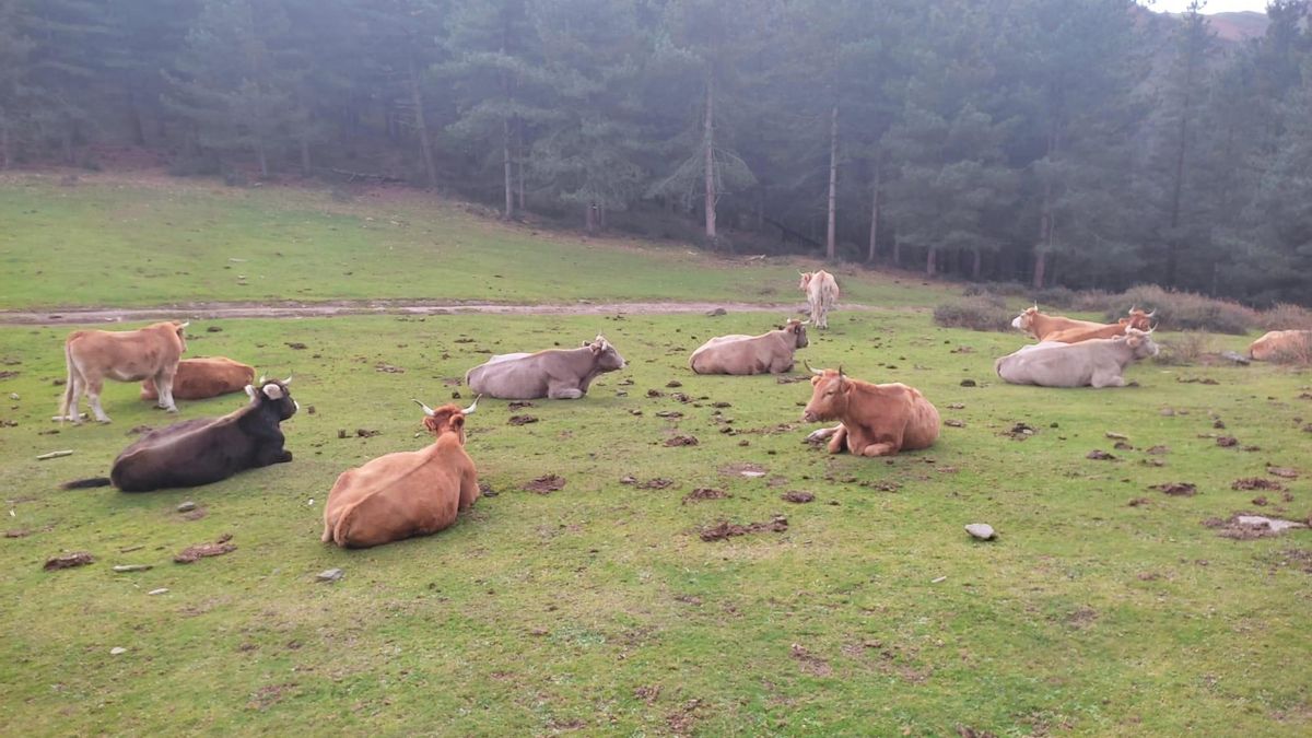 La Fiscalía pide dos años de cárcel por matar a tiros a cinco vacas y herir a otra en un pueblo asturiano