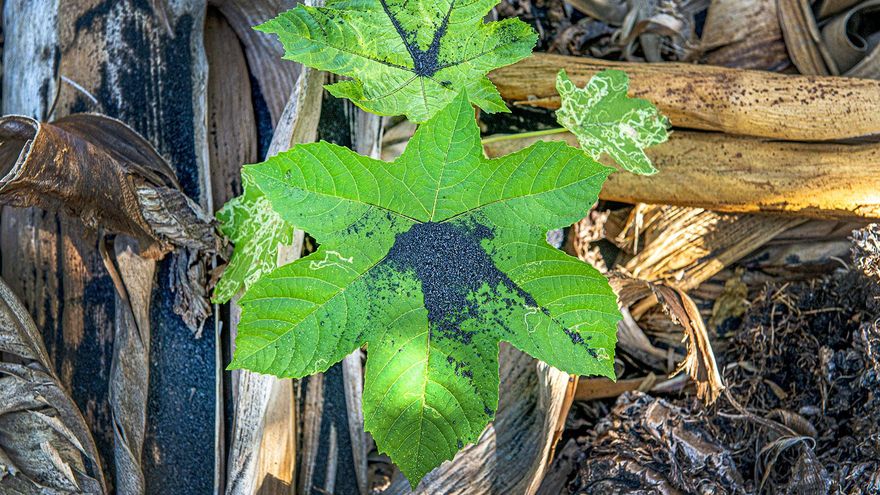 Cenizas del volcán de La Palma. / Fotos: Leandro Betancor Fajardo