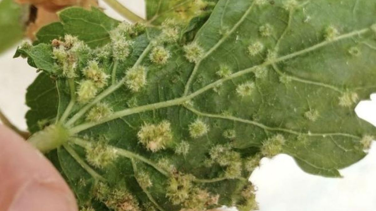 Imagen de archivo de una hoja de vid infectada por la filoxera.