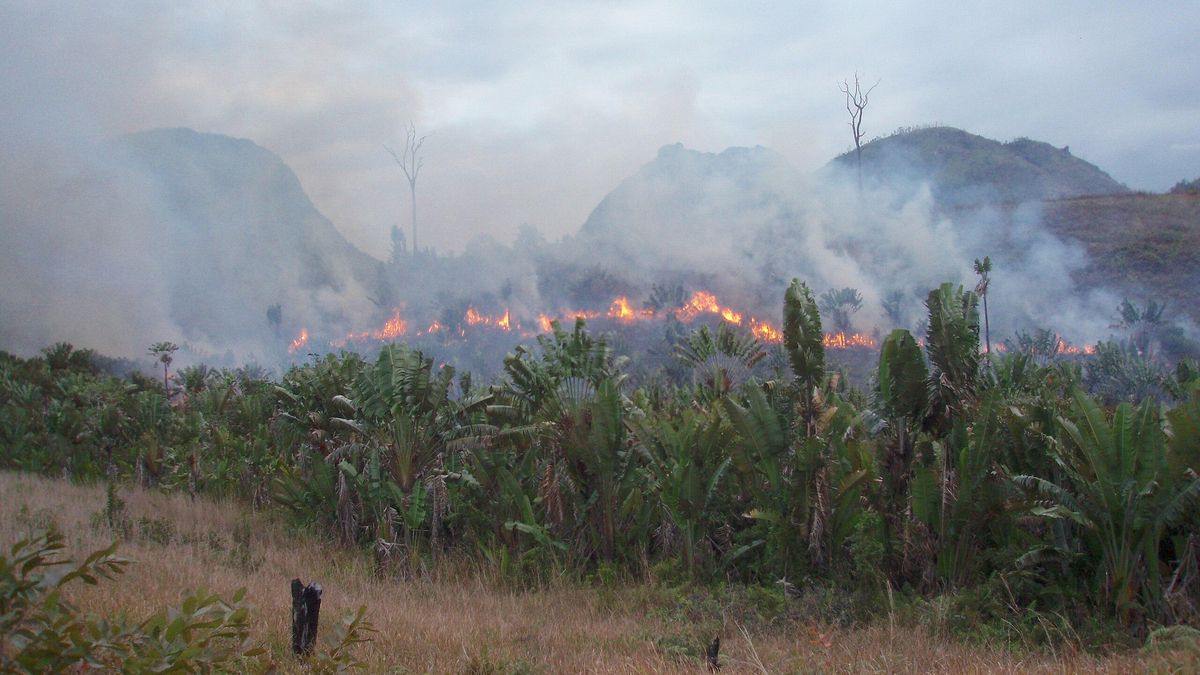 Las áreas cercanas al ecuador, con más vegetación y mejor capacidad para absorber carbono, muestran el mayor potencial climático en caso de ser reforestadas