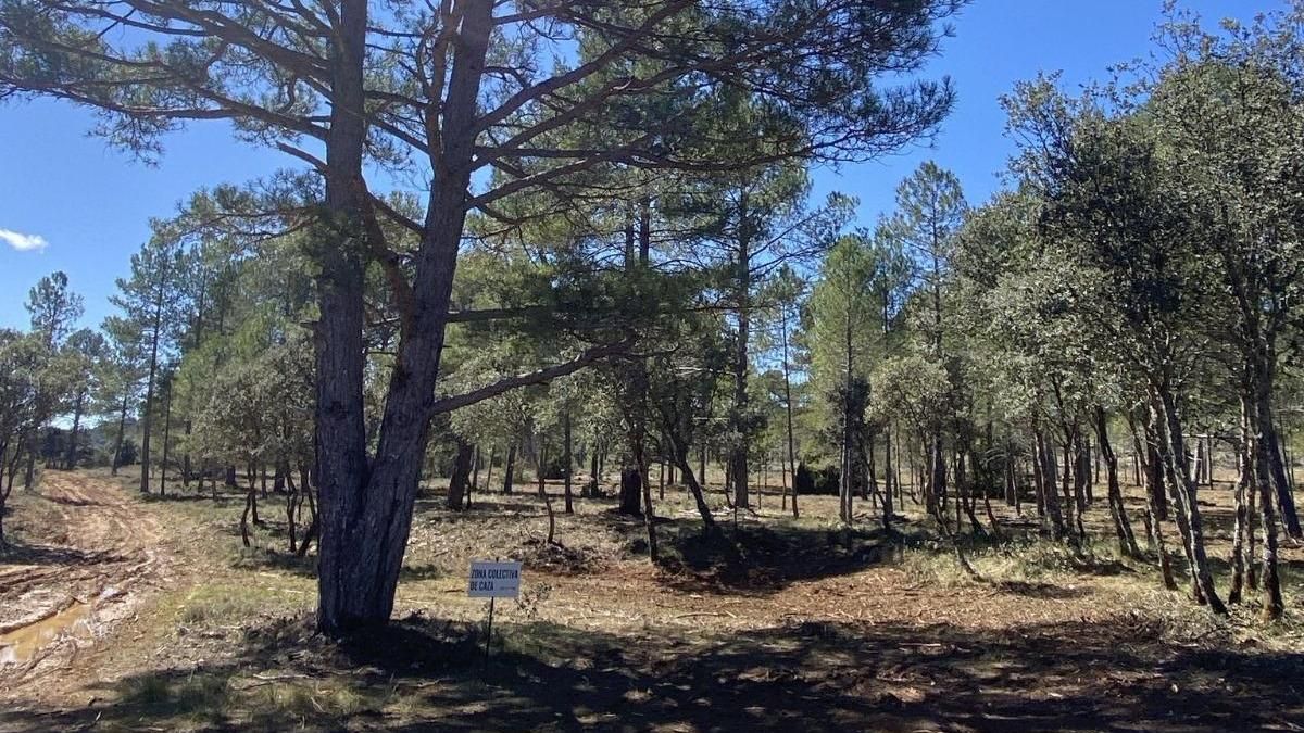 Un bosque de la Serranía de Cuenca gestionado