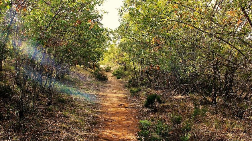 Bosque de Valdenazar, Yebes (Guadalajara).