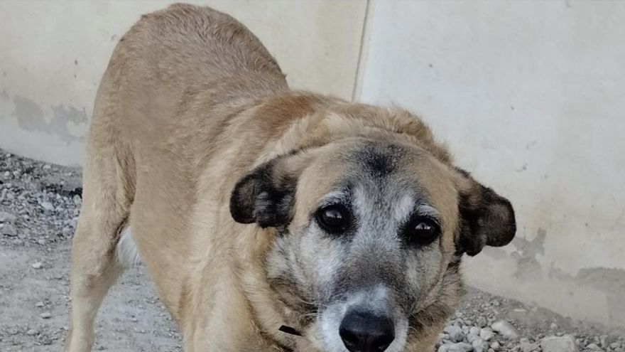 La soledad de Candela, la perrita que no se separó de su madre durante su enfermedad y que ahora busca familia