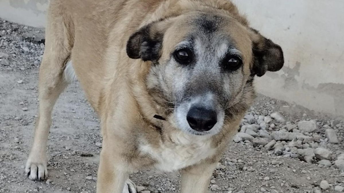 La soledad de Candela, la perrita que no se separó de su madre durante su enfermedad y que ahora busca familia
